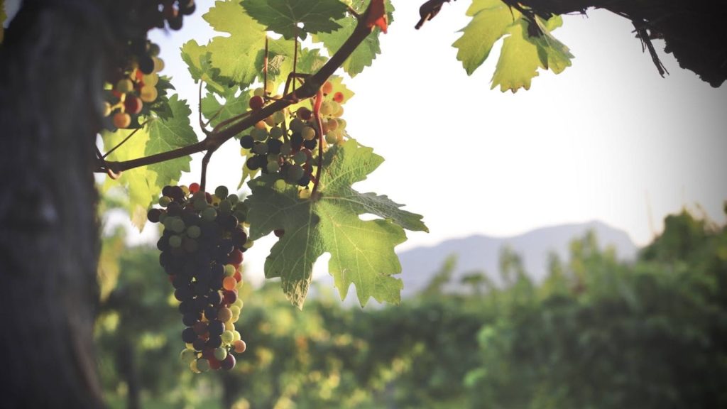 Montemarano, tra fede e Aglianico