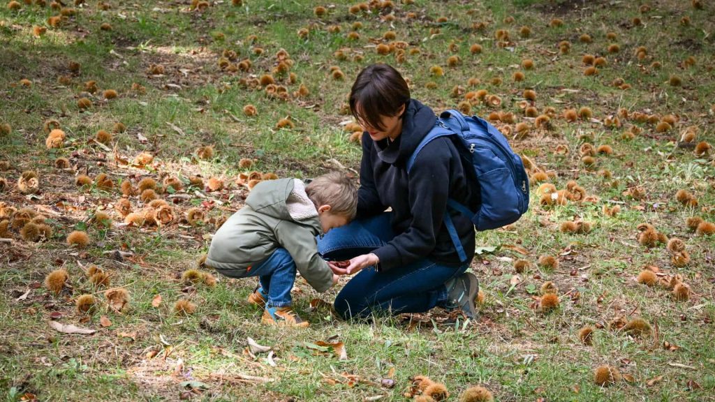 Raccolta delle Castagne di Montella IGP