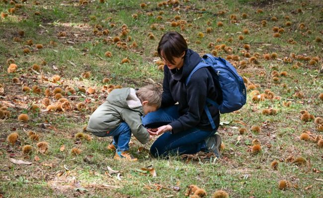 Raccolta delle Castagne di Montella IGP