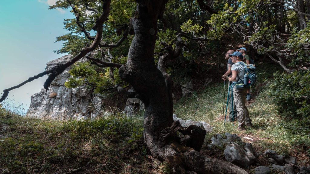 Monte Terminio trekking_ i sentieri tra faggete e panorami